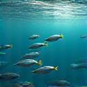 海水魚
